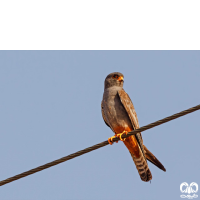 گونه شاهین پاسرخ Red-footed Falcon